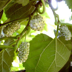 ����� ���������