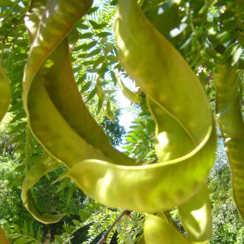 ������ ������������