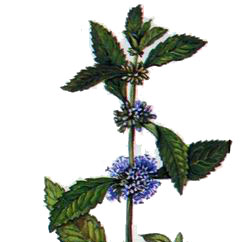 ������� ����