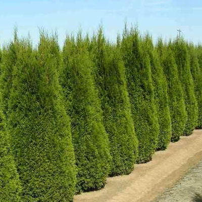 ��� ���������