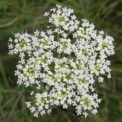 ����-������